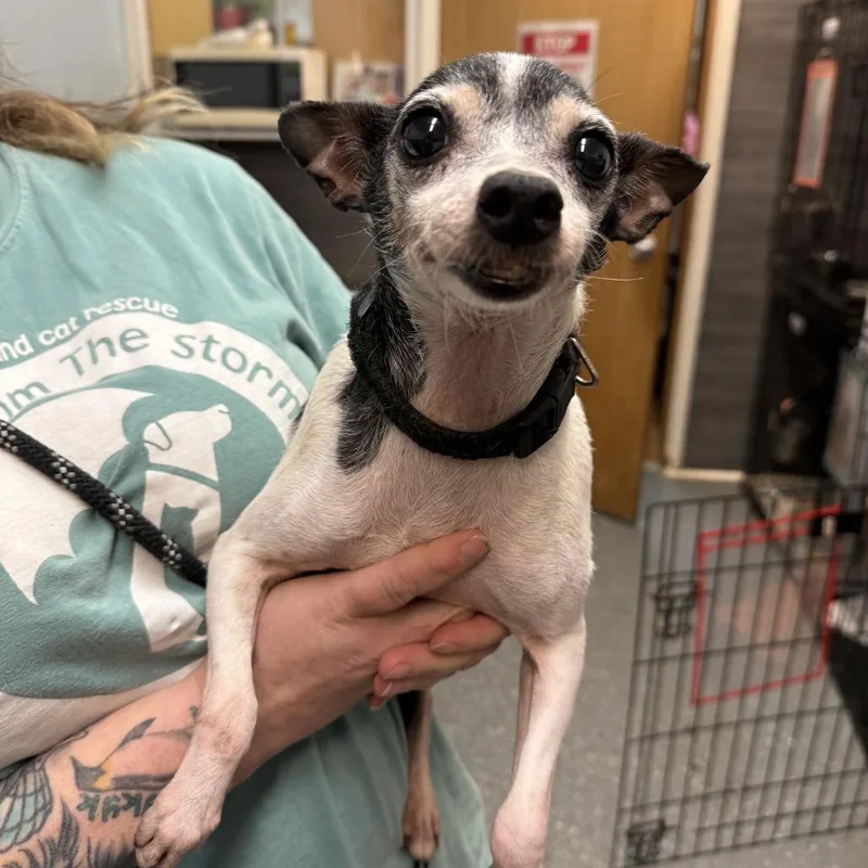 A senior small-sized female White / Cream Rat Terrier dog named Enid for adoption in Madison, WI