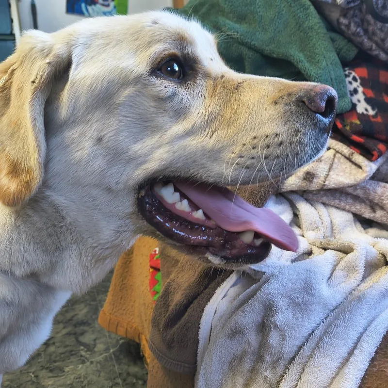 A young large-sized male White / Cream Yellow Labrador Retriever dog named Hercules for adoption in Othello, WA