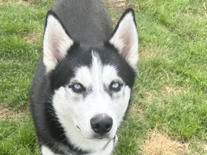 An adult medium-sized male Black Mixed Breed dog named Marco for adoption in Georgetown, TX