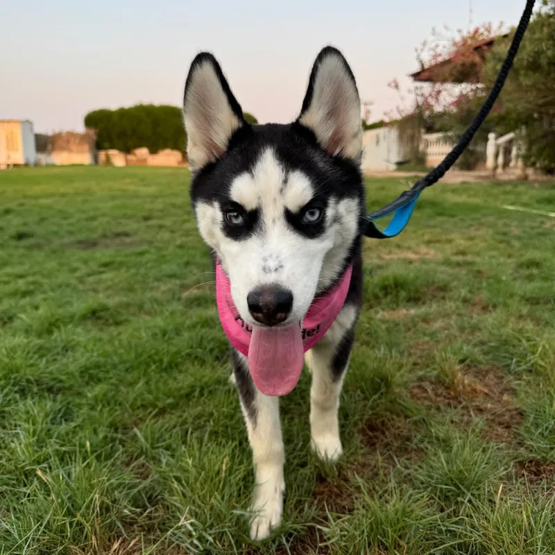 A young medium-sized female Siberian Husky dog named Sweetie for adoption in New York, NY