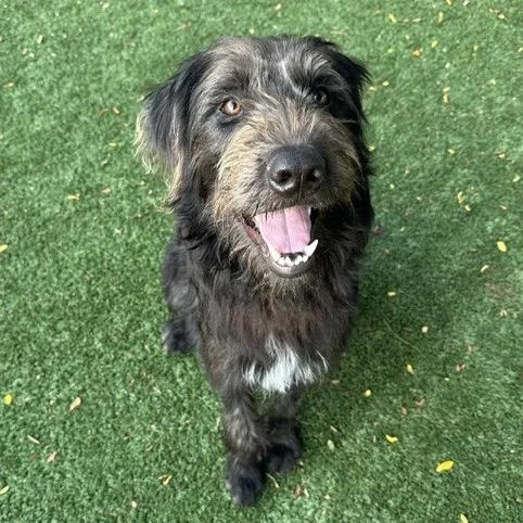 A young large-sized male Black Irish Wolfhound dog named Ozzie for adoption in Indianapolis, IN