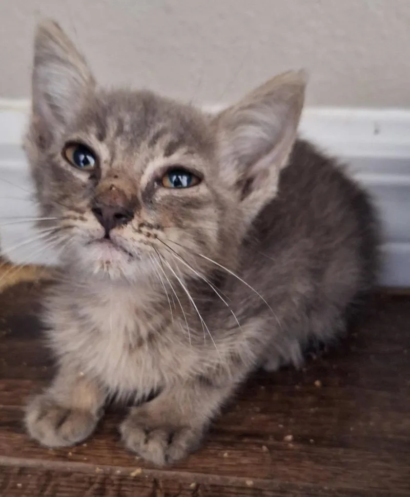 A baby medium-sized male Domestic Short Hair cat named Republic for adoption in Tampa, FL