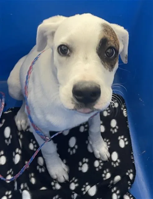 A baby large-sized male Mixed Breed dog named Beefy for adoption in Dallas, TX