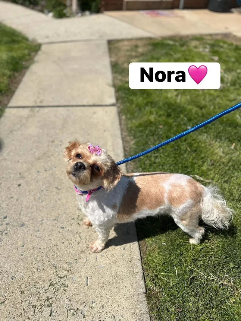 An adult small-sized female White / Cream Shih Tzu dog named Nora for adoption in Myerstown, PA