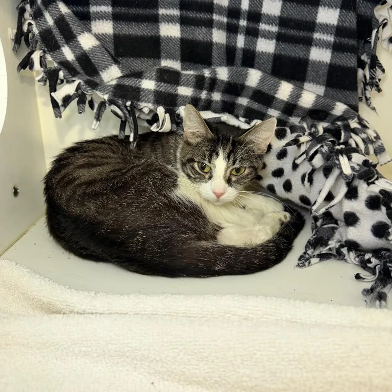 A young medium-sized female Torbie Domestic Short Hair cat named Bootsie for adoption in Council Bluffs, IA