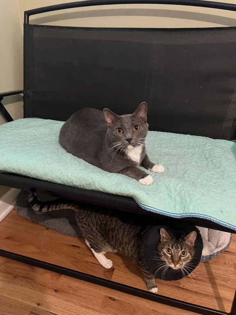 An adult medium-sized female Domestic Short Hair cat named Paula + Thor for adoption in Aurora, CO