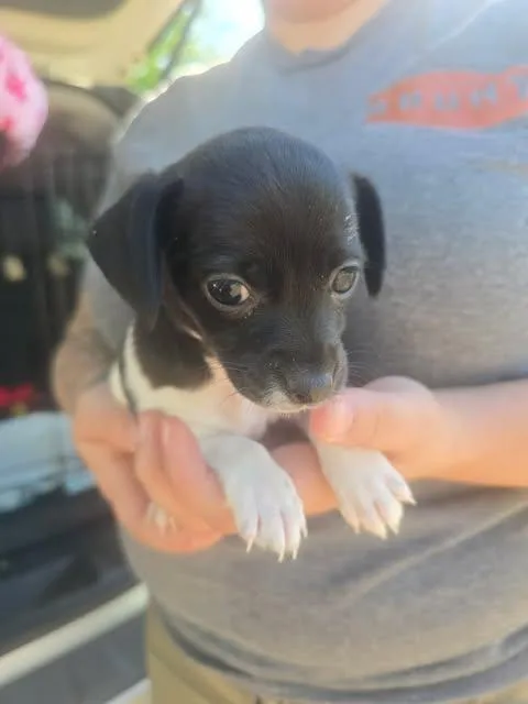 A baby small-sized female Black Chiweenie dog named Francesca for adoption in Wichita Falls, TX