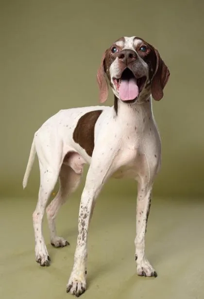 Sir Walter thumbnail 3