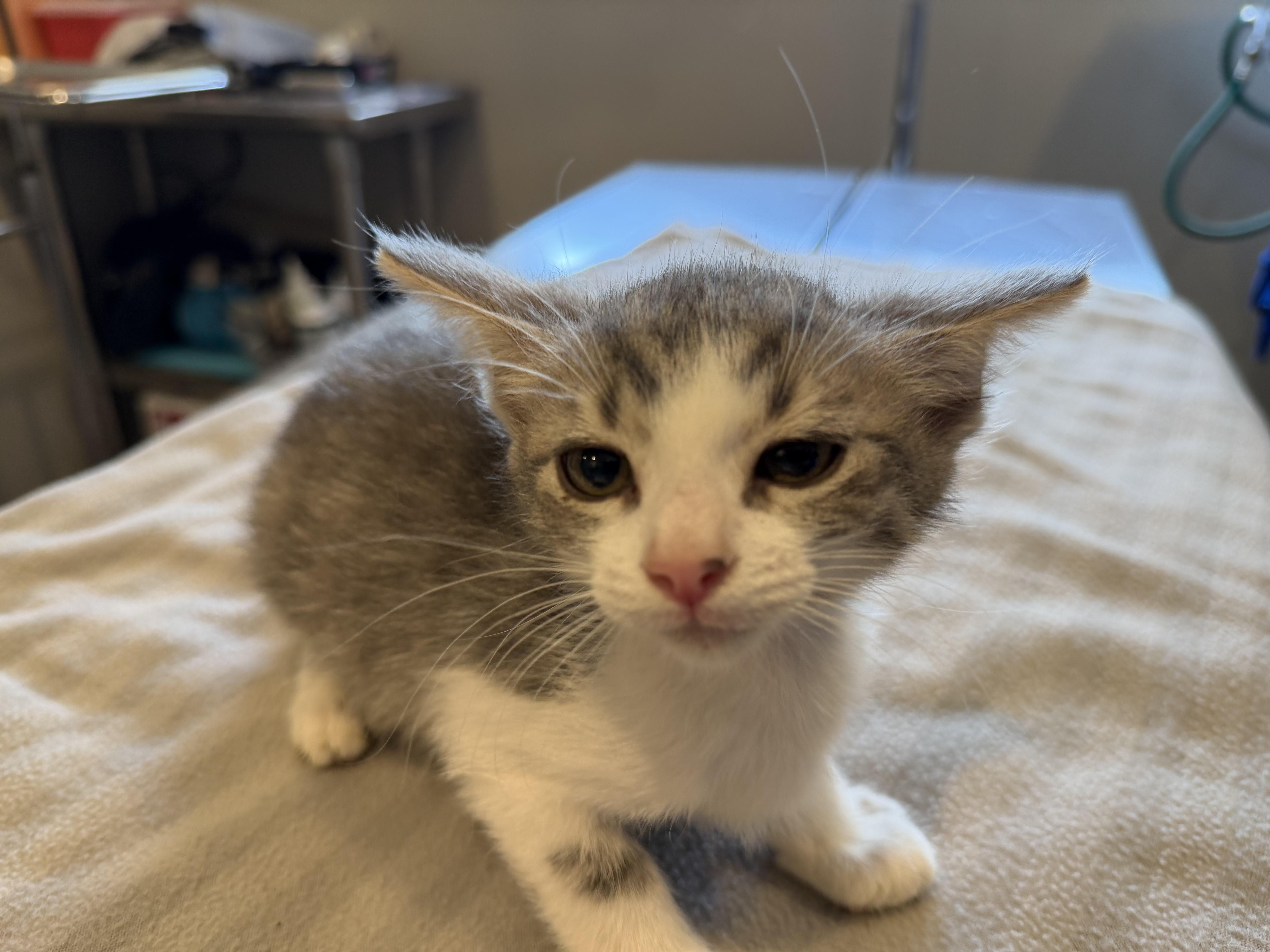 A baby small-sized male Gray & White Domestic Short Hair cat named Oskar for adoption in Bloomsdale, MO