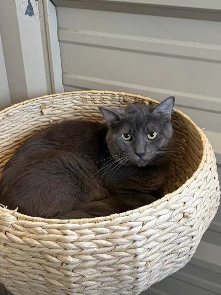 An adult large-sized male Domestic Medium Hair cat named Smoke for adoption in Monterey, CA