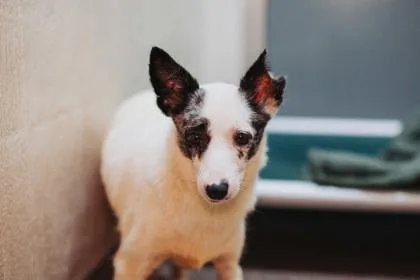 An adult small-sized female Chihuahua dog named A Darcy for adoption in North Charleston, SC