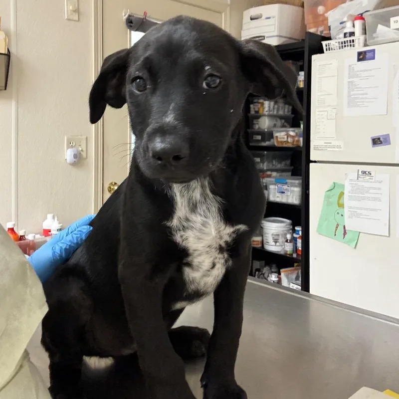 A baby medium-sized female Black Labrador Retriever dog named Zara Larson for adoption in Pekin, IL
