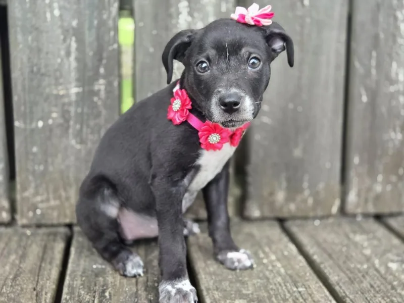 A baby medium-sized female Affenpinscher dog named Delilah for adoption in Hartsville, SC