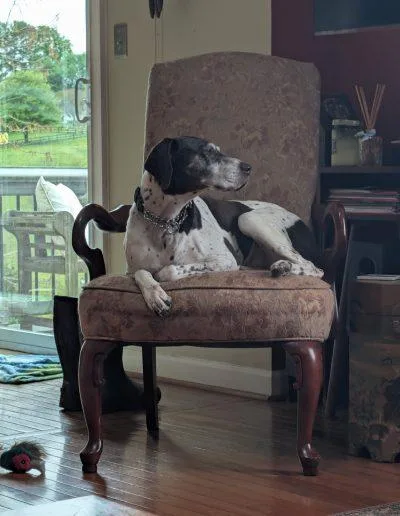 An adult medium-sized female German Shorthaired Pointer dog named Rachel for adoption in Alexandria, VA