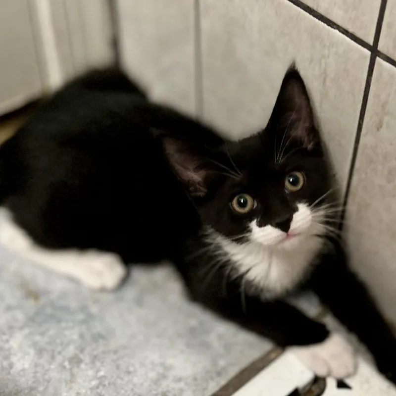 A young small-sized male Black Domestic Short Hair cat named Winston for adoption in Philadelphia, PA