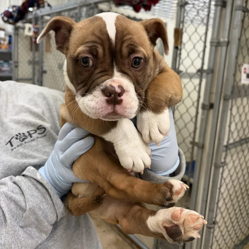 A baby small-sized male Yellow / Tan / Blond / Fawn American Bulldog dog named The Rapper for adoption in Pekin, IL