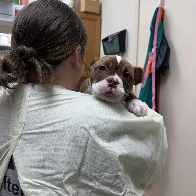 The Rapper thumbnail 2