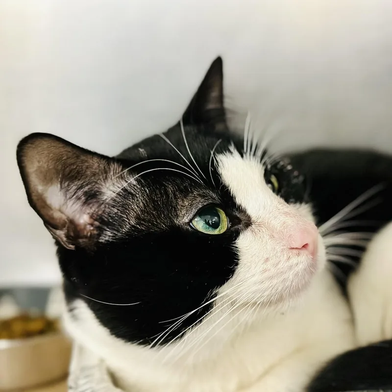 An adult medium-sized male Black & White / Tuxedo Domestic Short Hair cat named Luke for adoption in Jackson, NJ