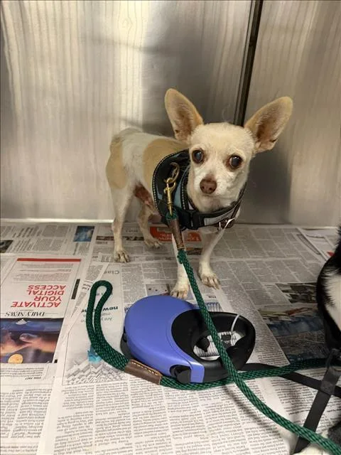 An adult small-sized male Chihuahua dog named Ricky for adoption in Van Nuys, CA
