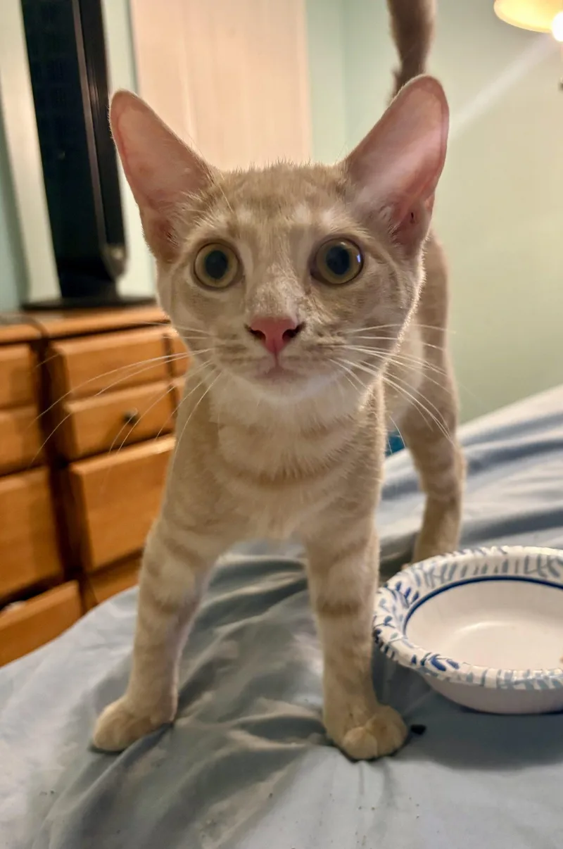 A baby medium-sized male Tabby cat named Woodrow for adoption in Columbia, SC