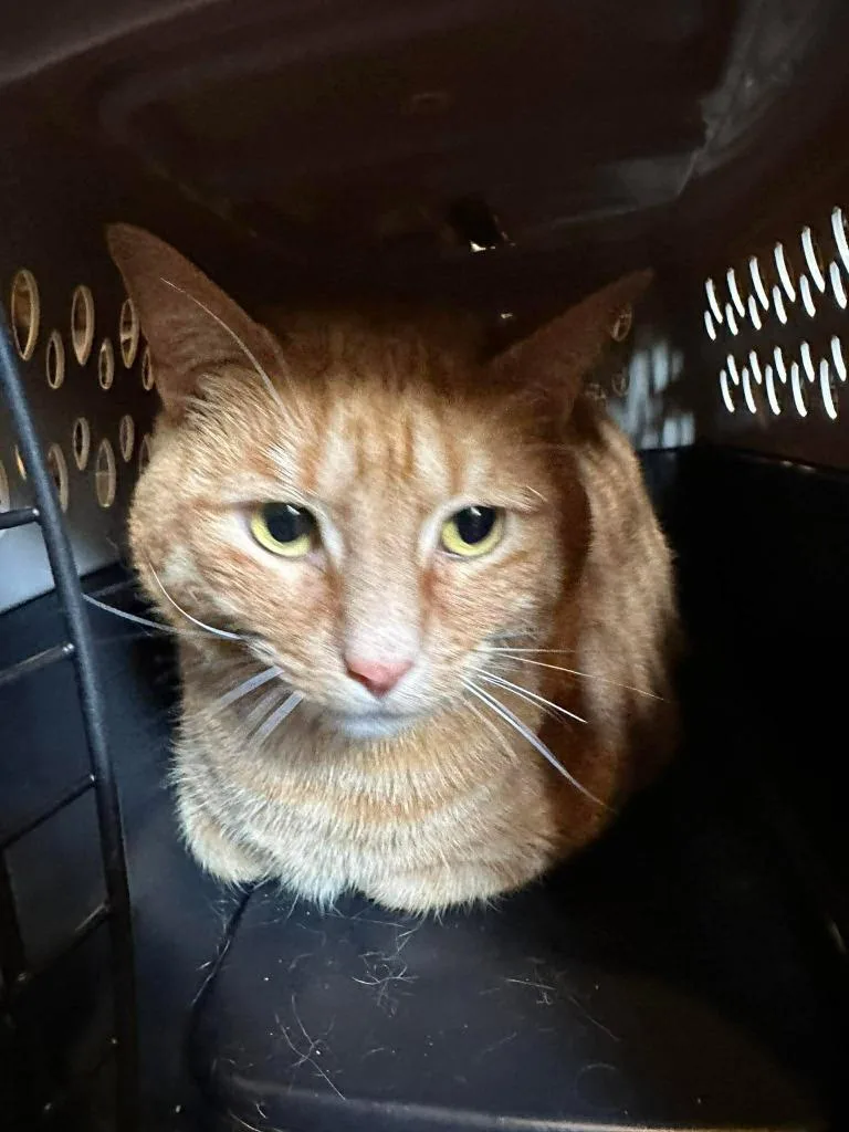 A young medium-sized male Domestic Short Hair cat named Taz for adoption in Cloquet, MN