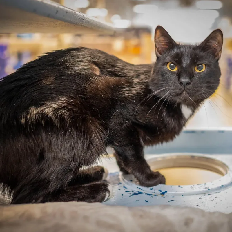 A young large-sized male Black Domestic Short Hair cat named Billy Butcherson for adoption in HANSON, MA