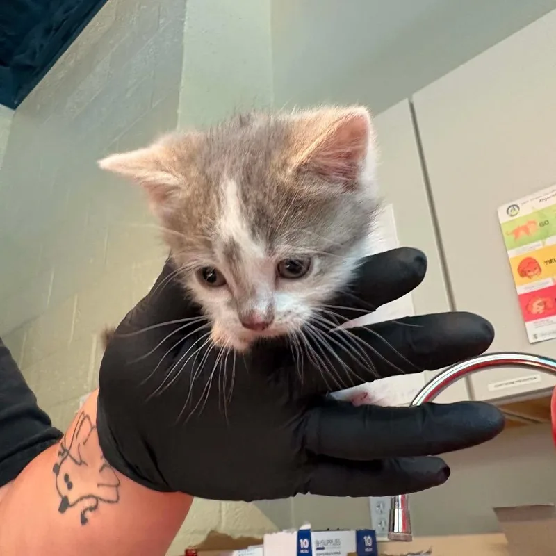 A baby small-sized female White Domestic Short Hair cat named Pip for adoption in Huntington, WV