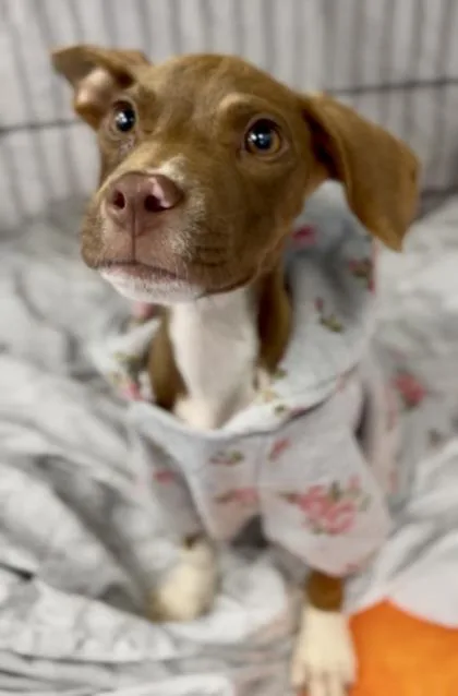 A baby medium-sized female Brown / Chocolate Mixed Breed dog named Carmella for adoption in Charleston, SC