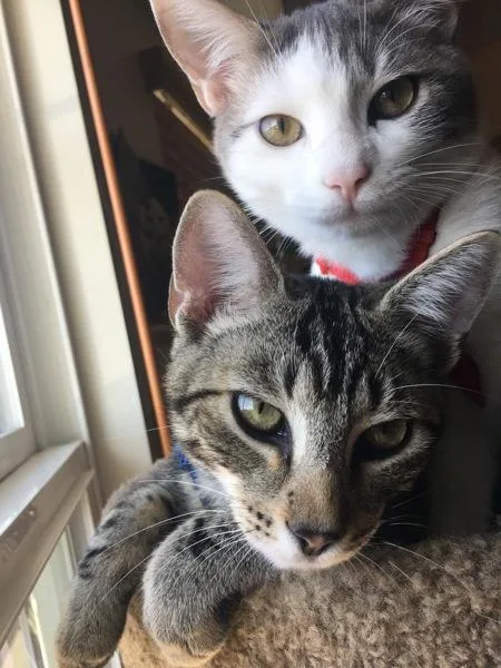 A senior medium-sized male Domestic Short Hair cat named Casper for adoption in San Diego, CA