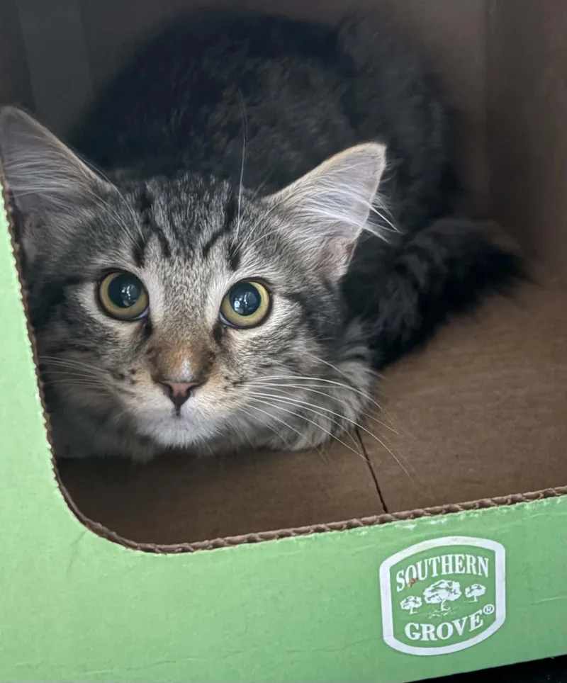 A baby medium-sized male Domestic Short Hair cat named Bo for adoption in Westfield, MA