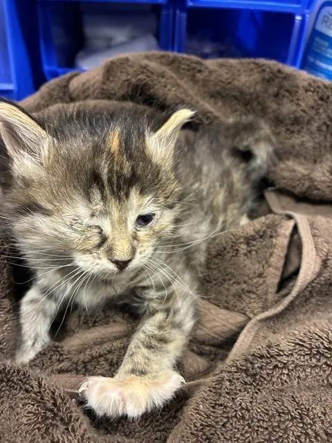 A baby small-sized female Domestic Short Hair cat named Pequin for adoption in Dallas, TX
