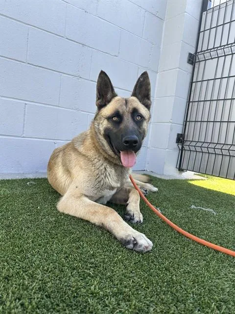 An adult large-sized male German Shepherd Dog dog named Moriarty for adoption in Stockton, CA
