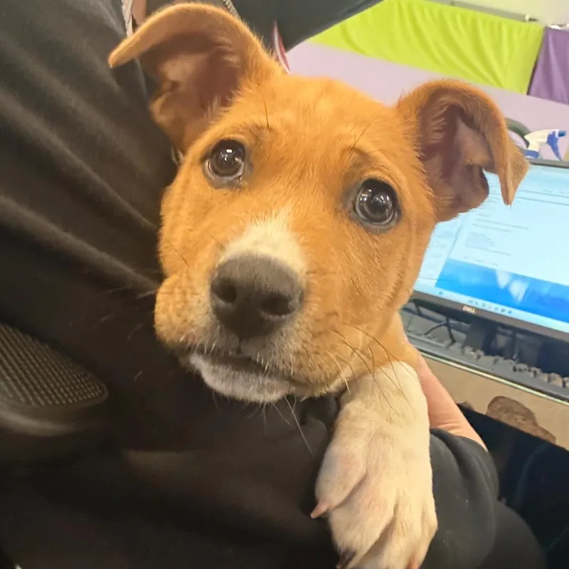 A young small-sized male Yellow / Tan / Blond / Fawn Shepherd dog named Manga for adoption in Albuquerque, NM