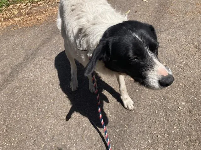 A young medium-sized female Border Collie dog named Sparky for adoption in Santa Barbara, CA