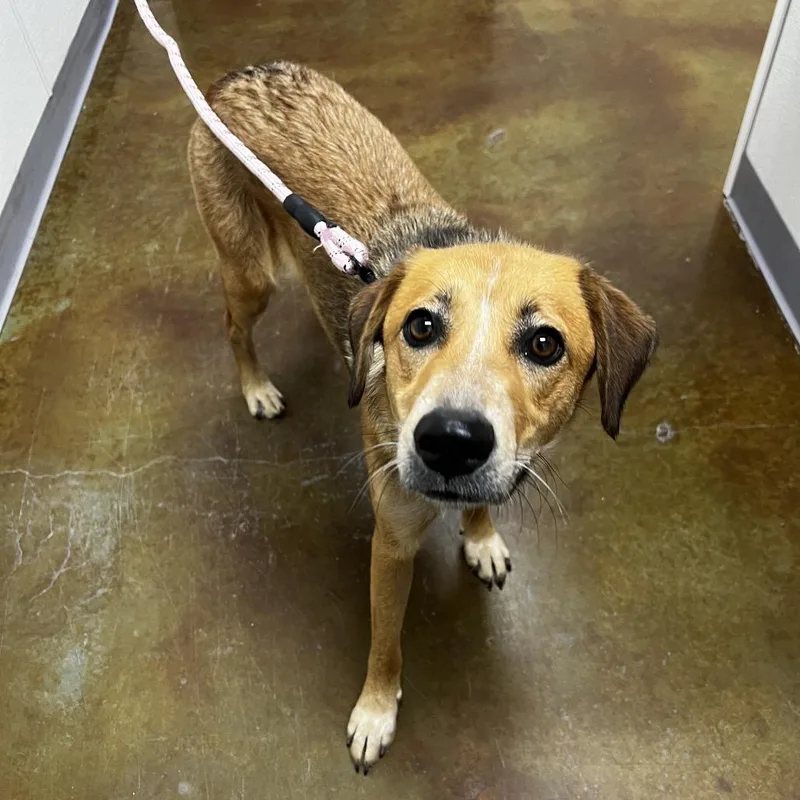 An adult medium-sized female Brown / Chocolate Cattle Dog dog named Stray Hold Sheeva for adoption in Albuquerque, NM