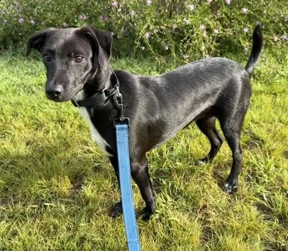 A baby medium-sized female Smooth Fox Terrier dog named Aquata for adoption in Bridgewater, NJ