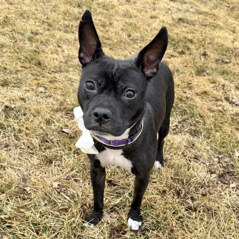 An adult medium-sized female Black Mixed Breed dog named Elphaba for adoption in DeKalb, IL
