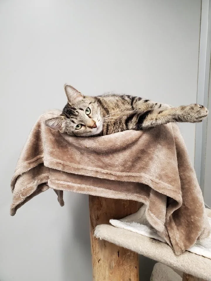 A young medium-sized female Domestic Short Hair cat named Bella Grace for adoption in Rockford, IL