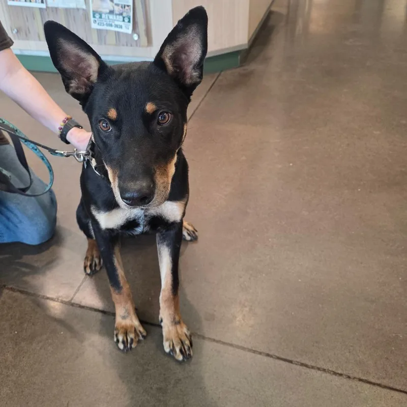 A young medium-sized male Black Shepherd dog named Romeo for adoption in Chattanooga, TN