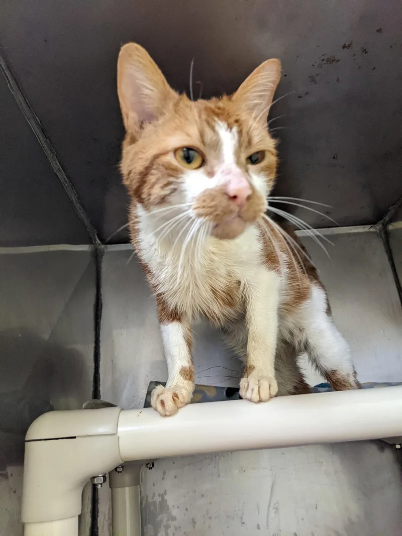An adult extra large-sized male Orange & White Domestic Short Hair cat named Rex Spex for adoption in Trenton, NJ