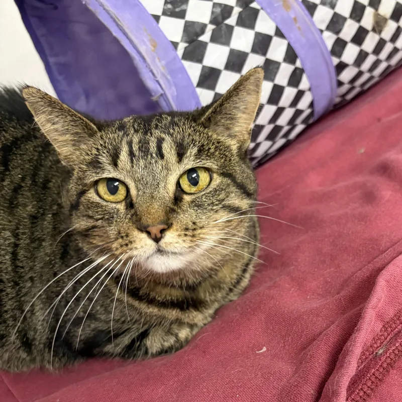 An adult medium-sized female Tabby (Brown / Chocolate) Domestic Short Hair cat named Beth for adoption in Lansing, MI
