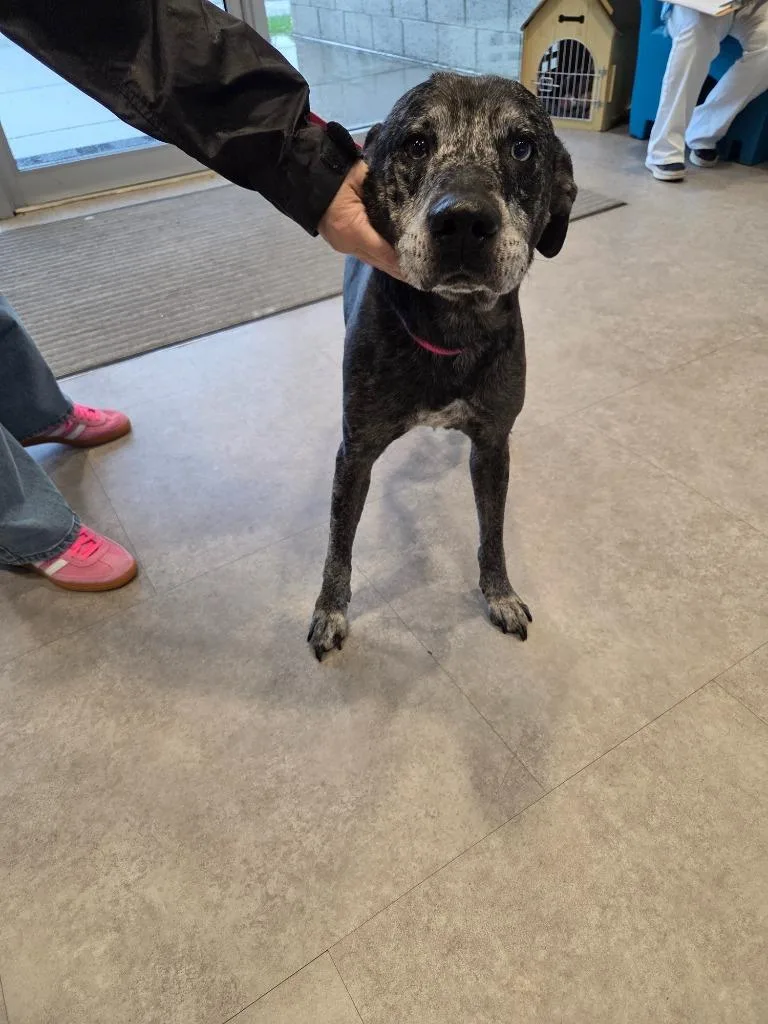 An adult large-sized male Cattle Dog dog named Buck for adoption in Bossier City, LA