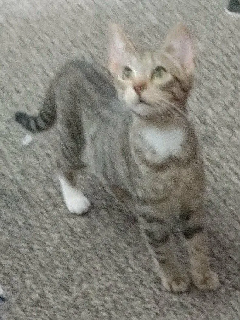 A baby medium-sized female Tabby (Buff / Tan / Fawn) Domestic Short Hair cat named Andre & Pomona Sprout for adoption in Woodstock, CT