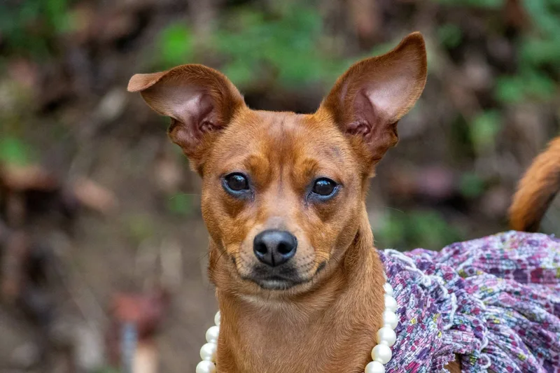 An adult small-sized female Chihuahua dog named Pepita for adoption in Sevierville, TN