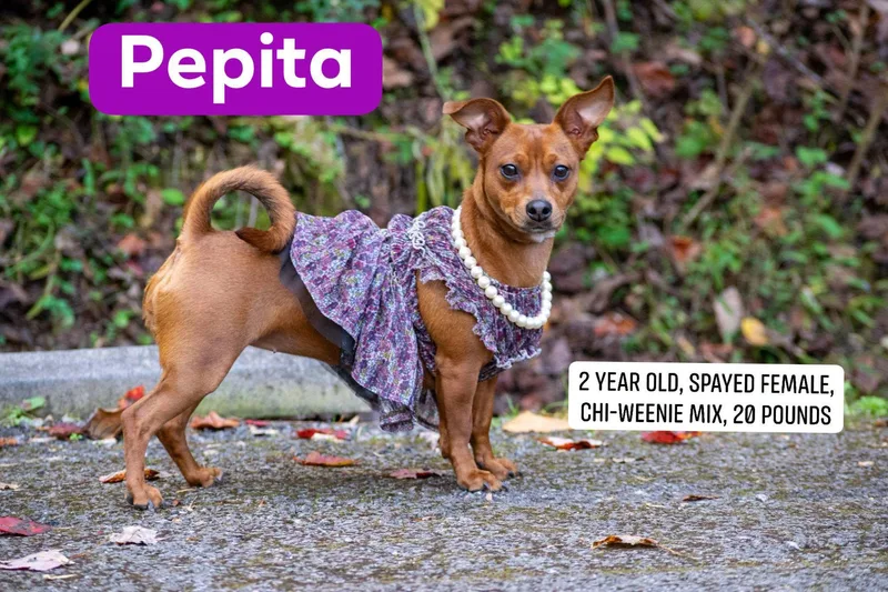Pepita thumbnail 2