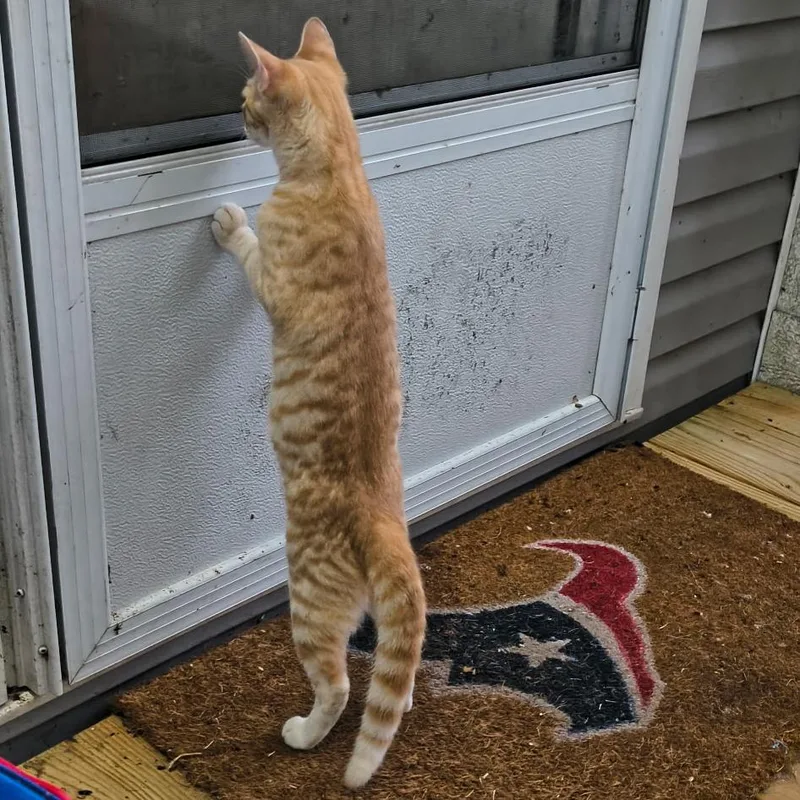 An adult medium-sized male Orange / Red Domestic Short Hair cat named Oliver for adoption in Baytown, TX