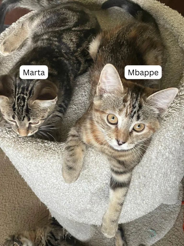 A baby small-sized female Domestic Short Hair cat named Mbappe Marta for adoption in Minneapolis, MN