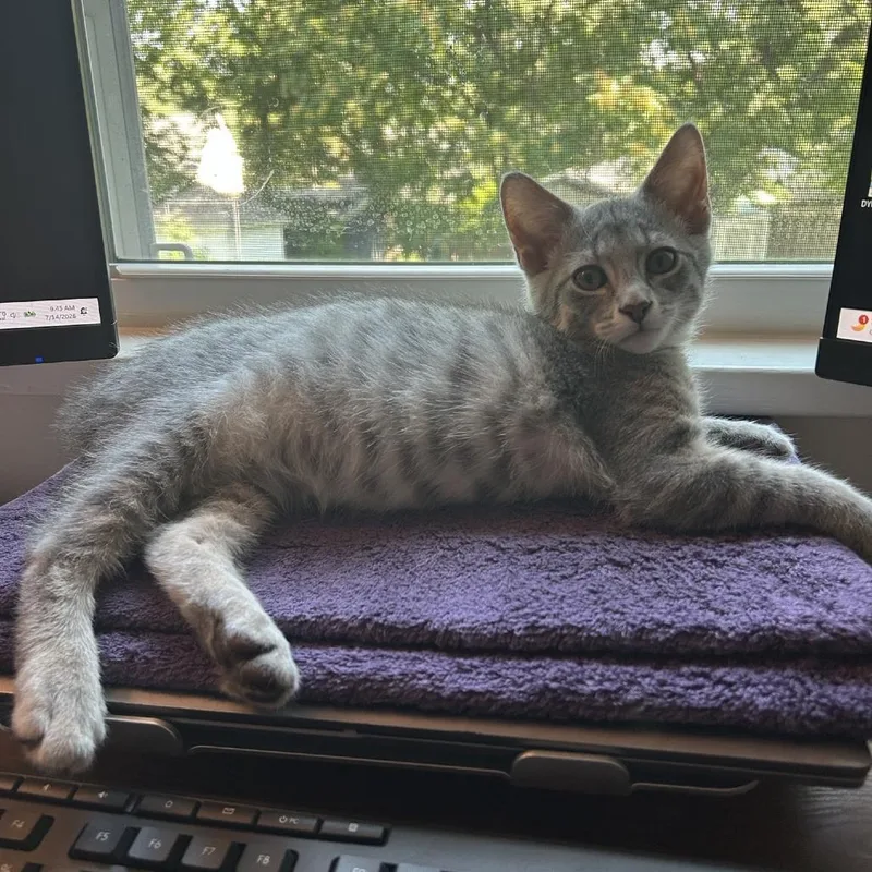 A baby small-sized male Gray / Blue / Silver Domestic Short Hair cat named Alpine for adoption in St. Louis, MO