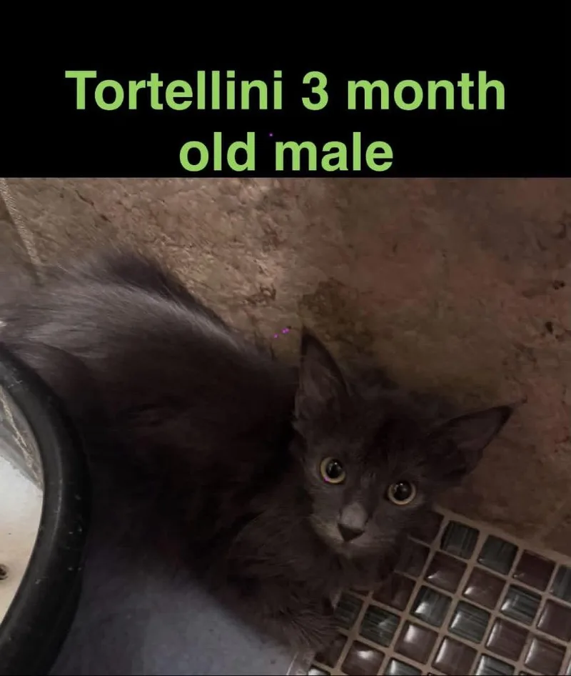 A young small-sized male Domestic Medium Hair cat named Tortellini for adoption in Mustang, OK