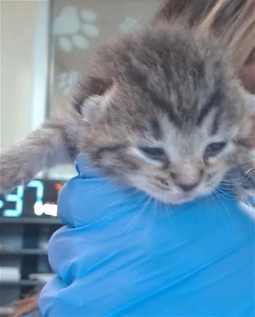 A baby small-sized female Domestic Short Hair cat named Peony for adoption in Louisville, KY